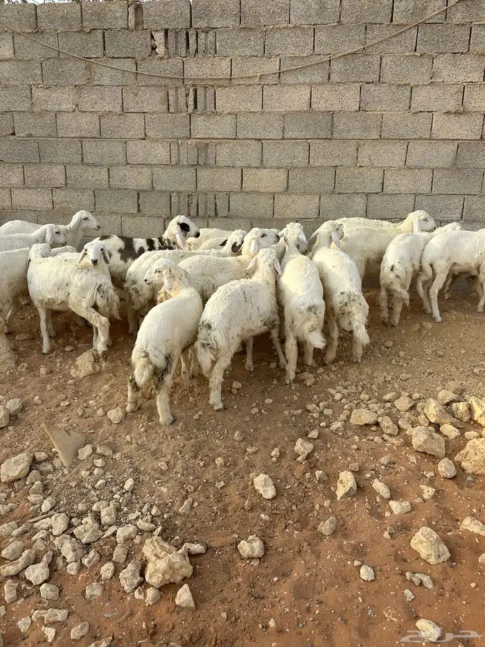 طليان للبيع 0