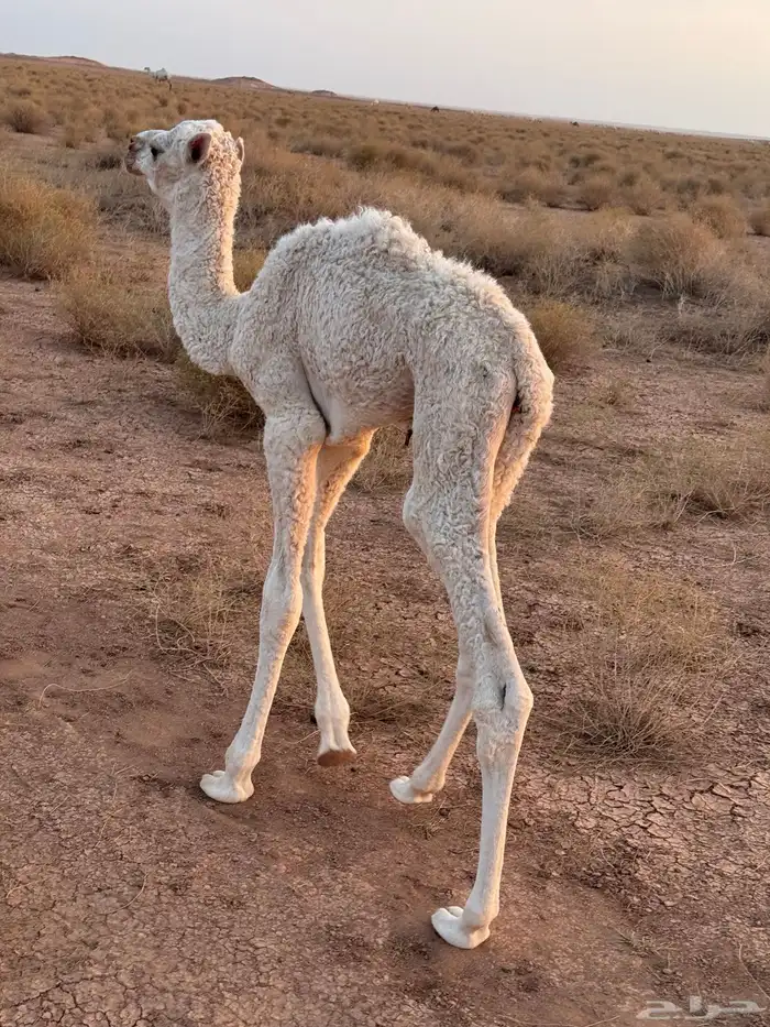 خلفه وضحا 5