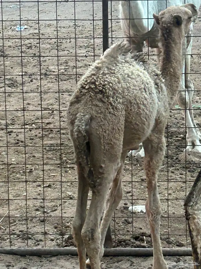 ناقه خلفه حليبها طيب وديوسها سلم فيها حلل شوي ومعها قعود طي 7