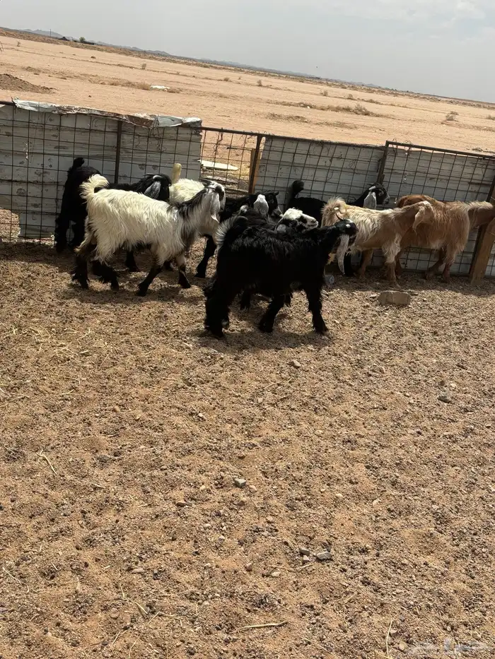 البيع تيوس 0