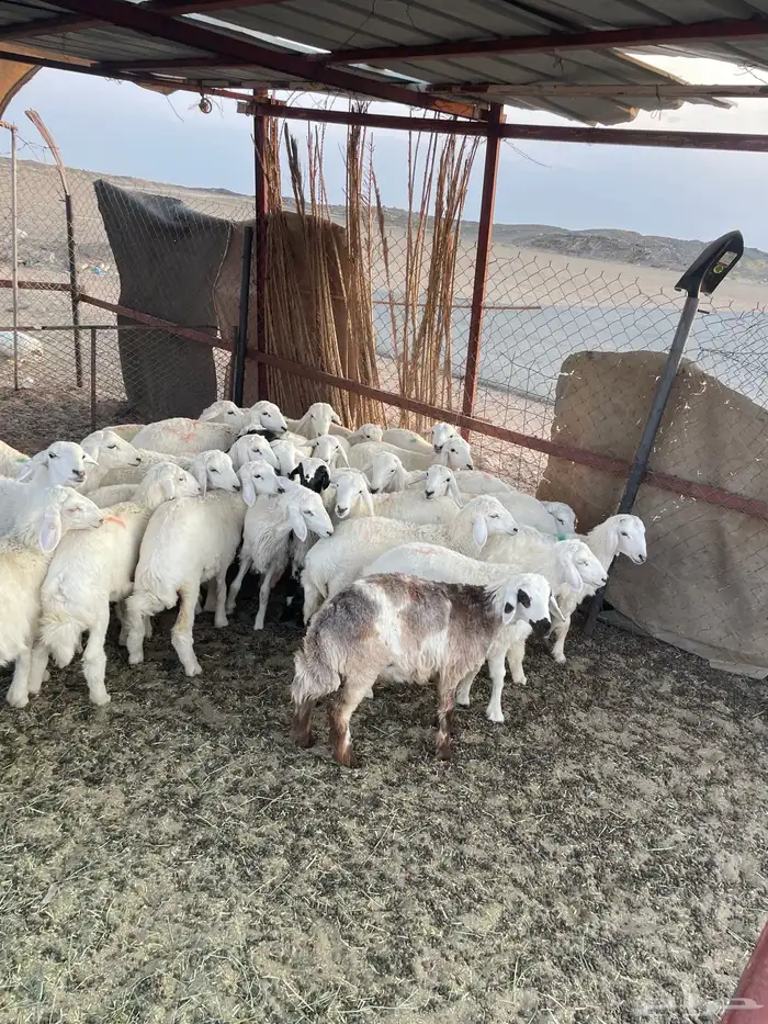 رخال صنف للبيع 5