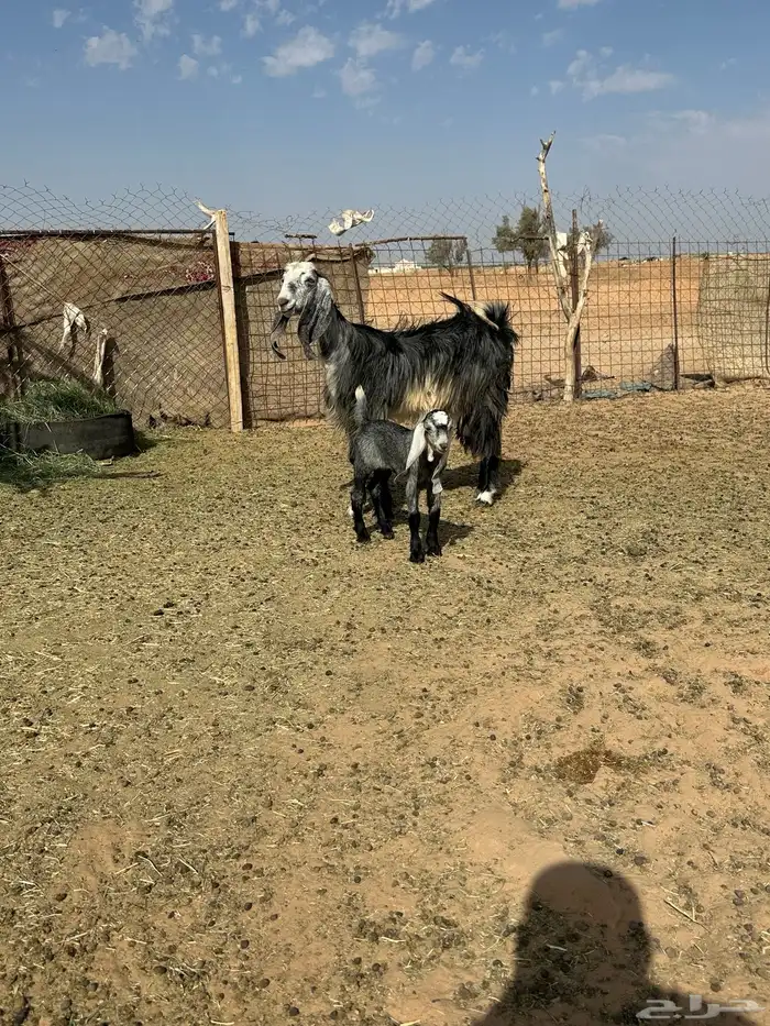 جفره والد 0