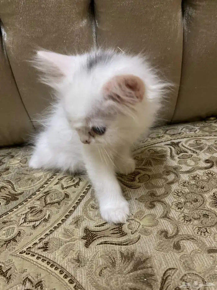 قطه تبنى 2
