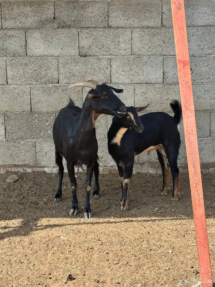 عنز عليها تيس 6