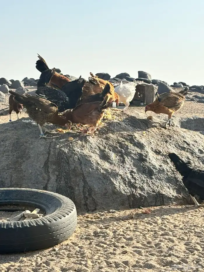 للبيع دجاج عربي اصيل وأغراضه 9