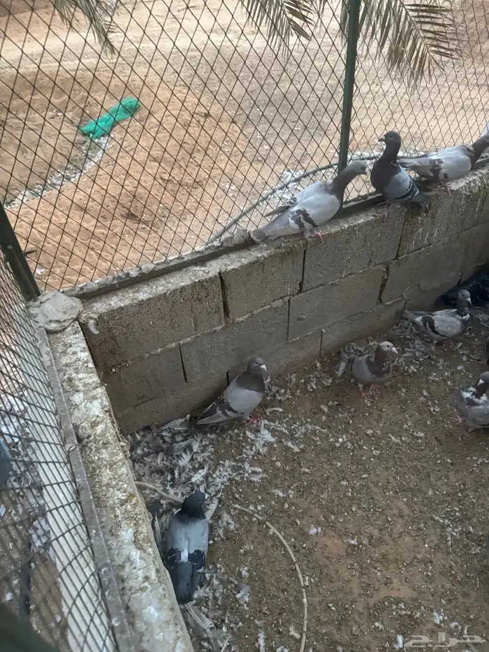 حمام مشكل 2
