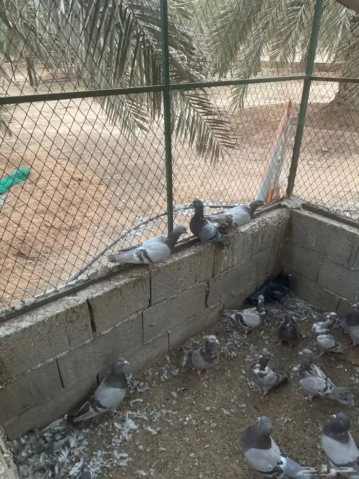 حمام مشكل 4