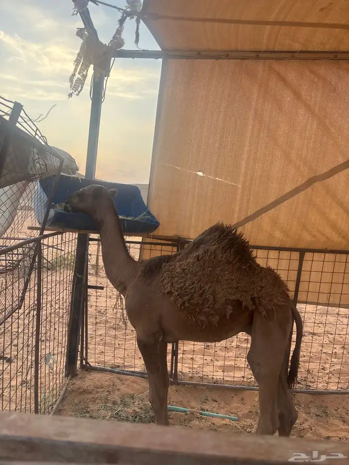 حاشي لباني ست شهور ونص 0