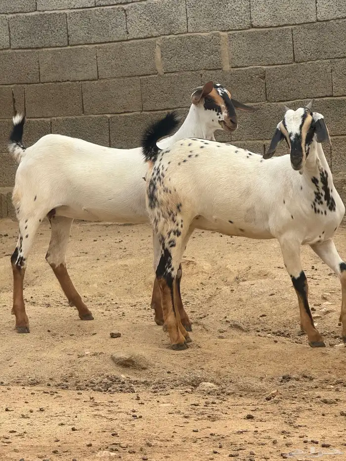 جفار بيشيات صنف اللبيع 4