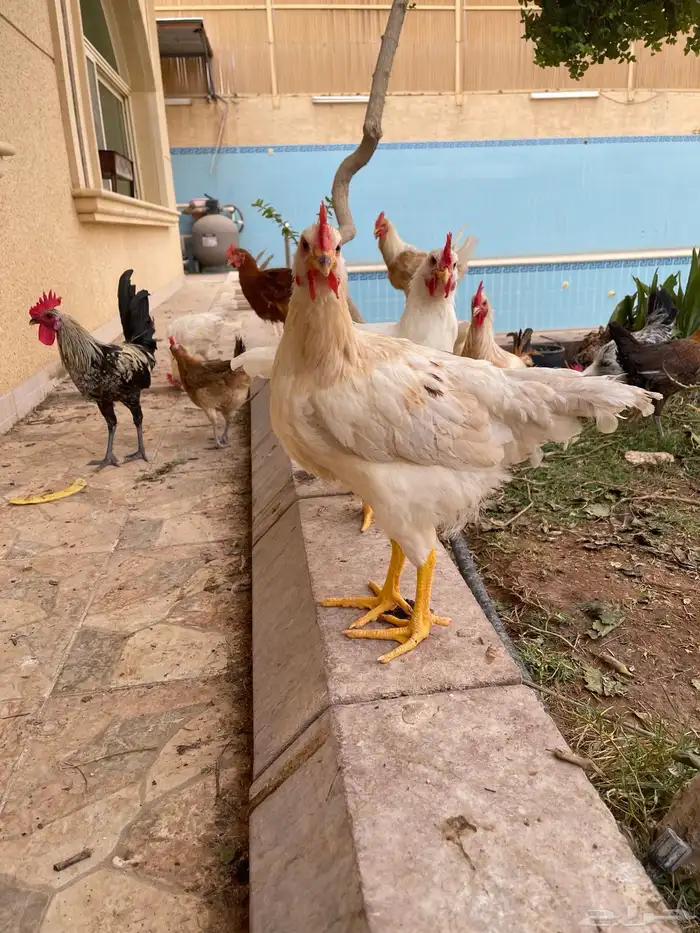 ديك لوهمان وبلدي للبيع 10