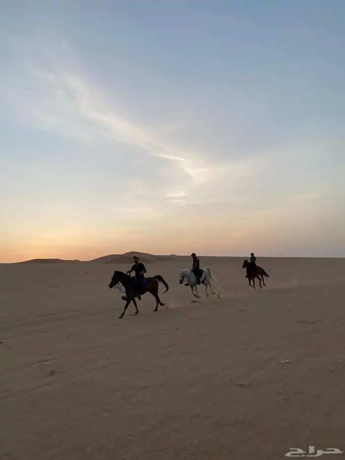 تدريب وتعليم ركوب الخيل و ايواء 5
