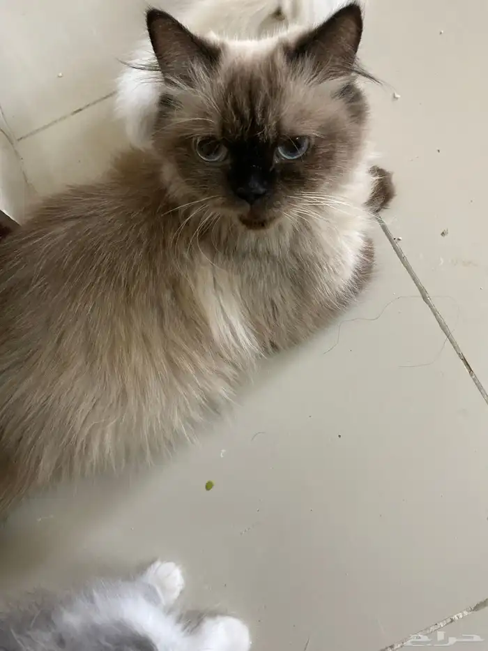 قطه تبنى 4