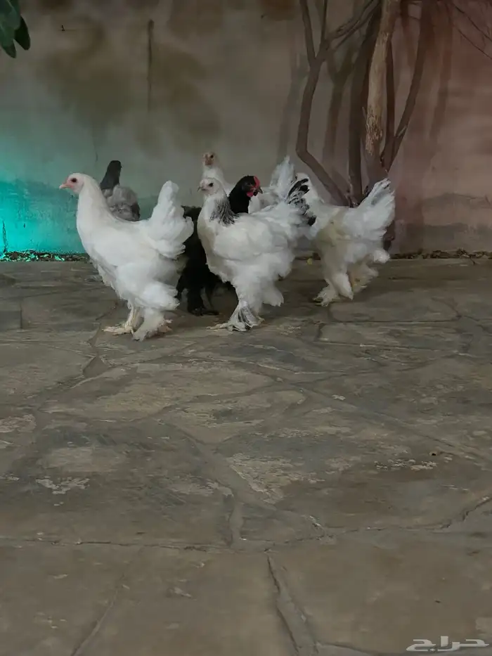 تصفيه كولومبي اصل مستوى توب 0