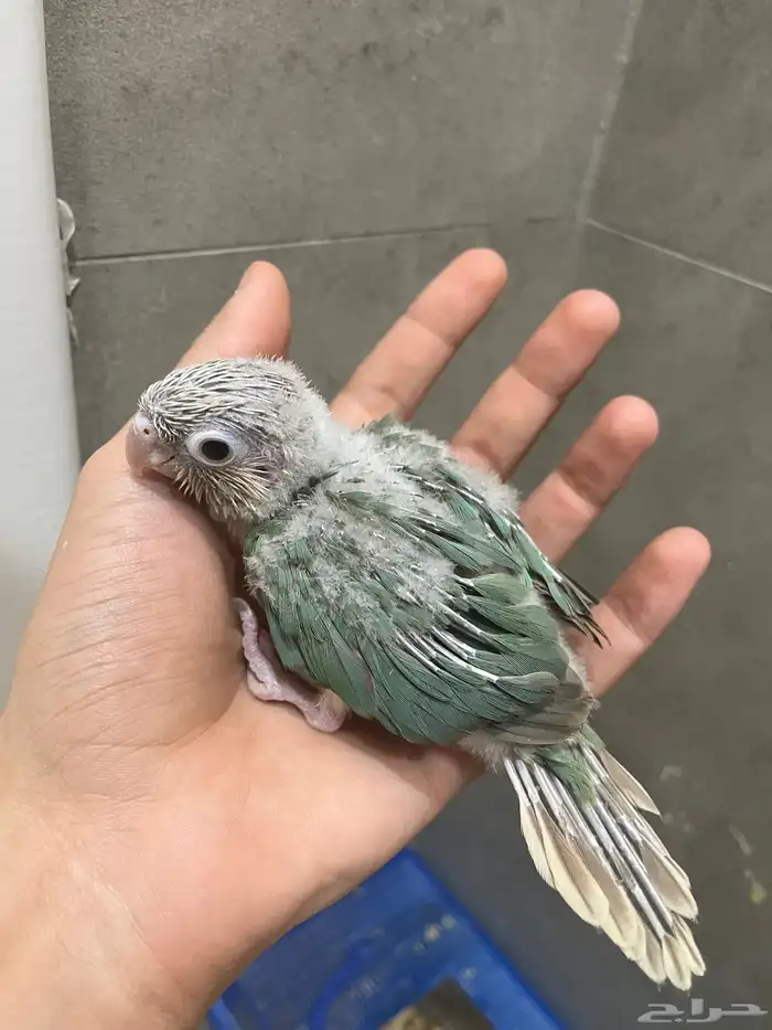 فروخ سينامون تركواز كنيور غر 2