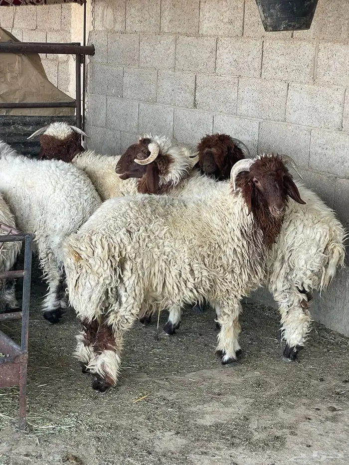 ذبايح للبيع 3
