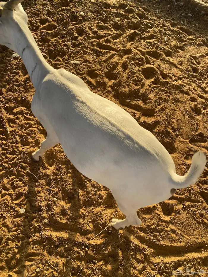 تيوس مرباه 0