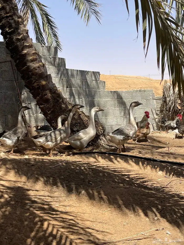 وز عراقي العدد 6 العمر خمس شعور الى 6 1