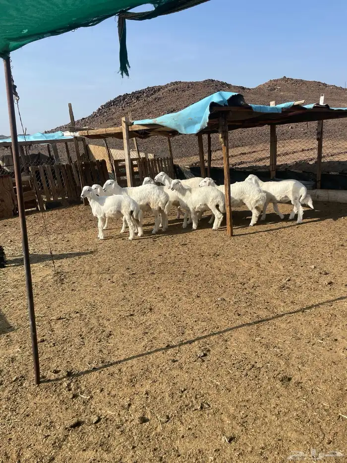 ذبايح حري ونعيم 1