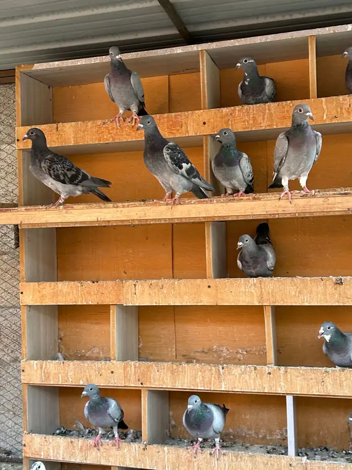 طبات زاجل سباق 3