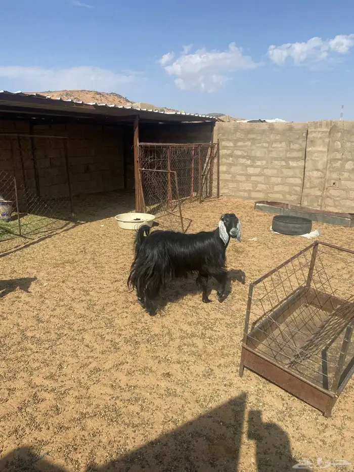 بيع معزا عوارض طيبه 1