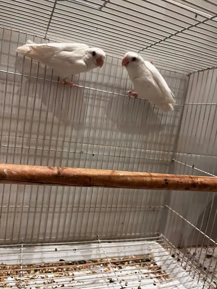 زوج روز البيون عيون حمر منتج بسعر فرده وحده 3