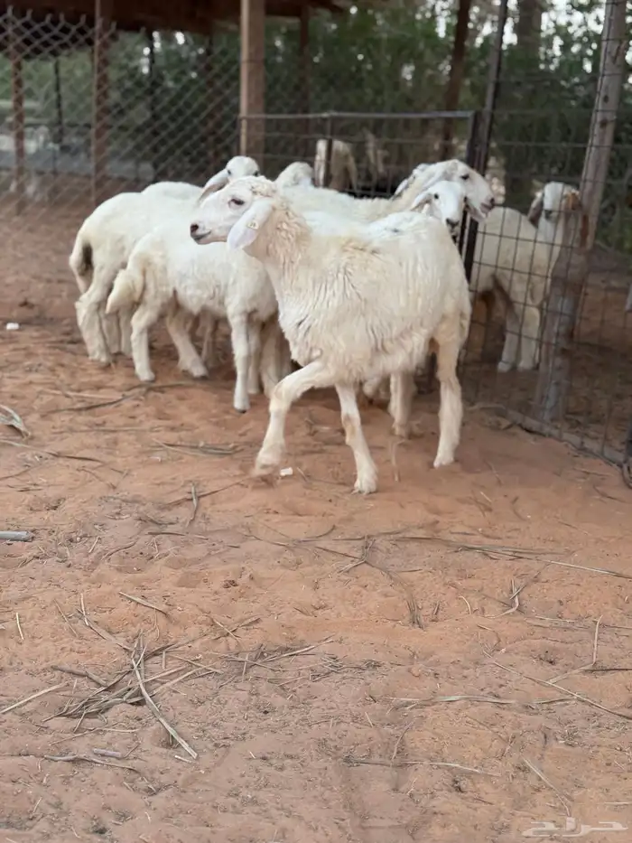 للبيع رخال رخال صنف ومن مراح طيب 1