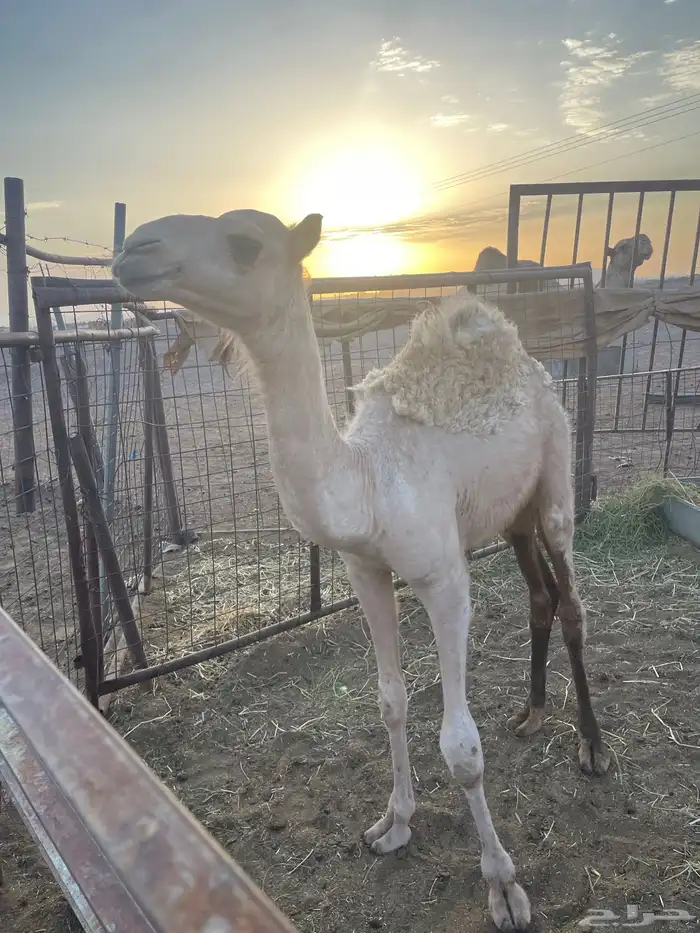 للبيع حشو 1