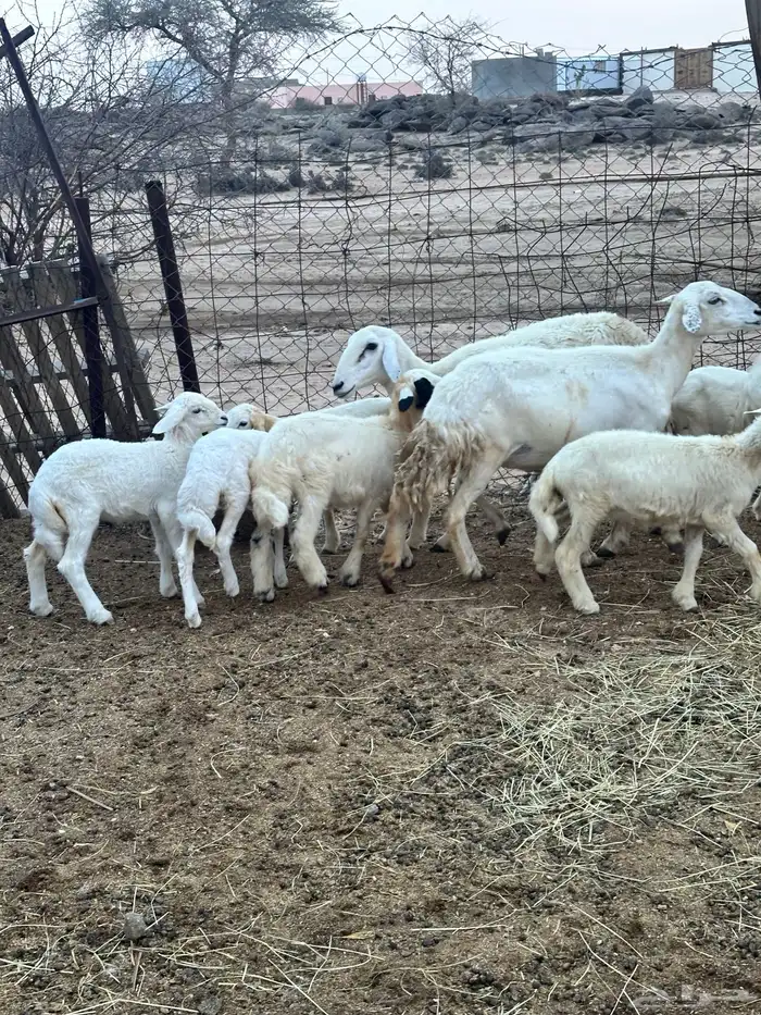 ضان خلفات متاومات 2