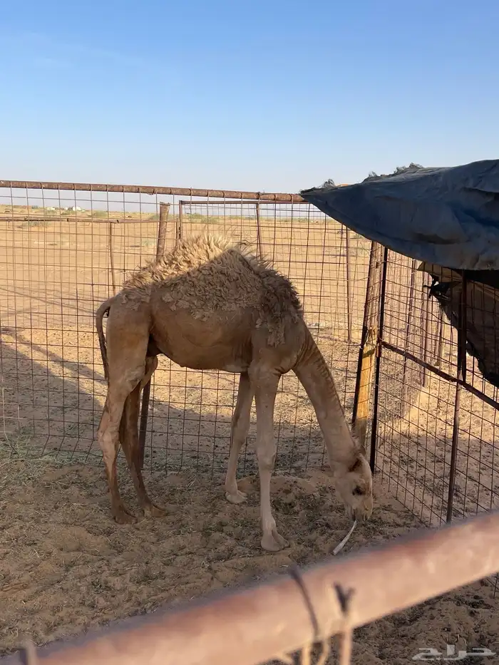 2 قعدان واحد اوضح والثاني اشعل 6