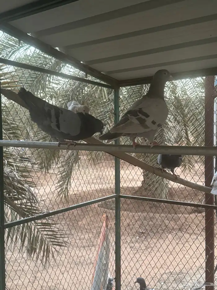 حمام مشكل 0