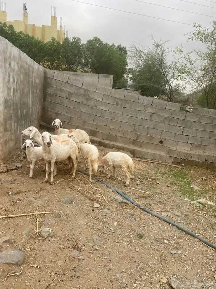 للبيع 3 ضان تحتها 3 3