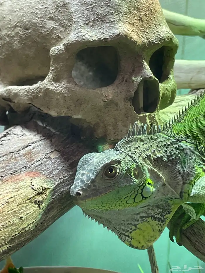 إغوانا خضراء 2