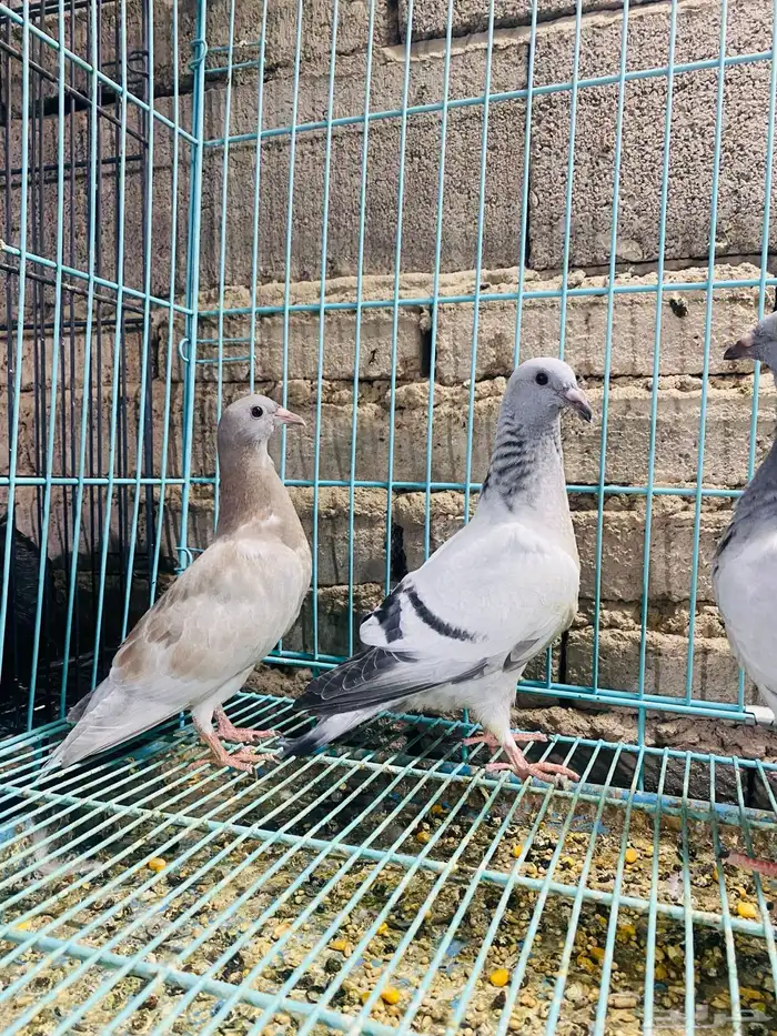 للبيع مجموعة طبات زواجل 4
