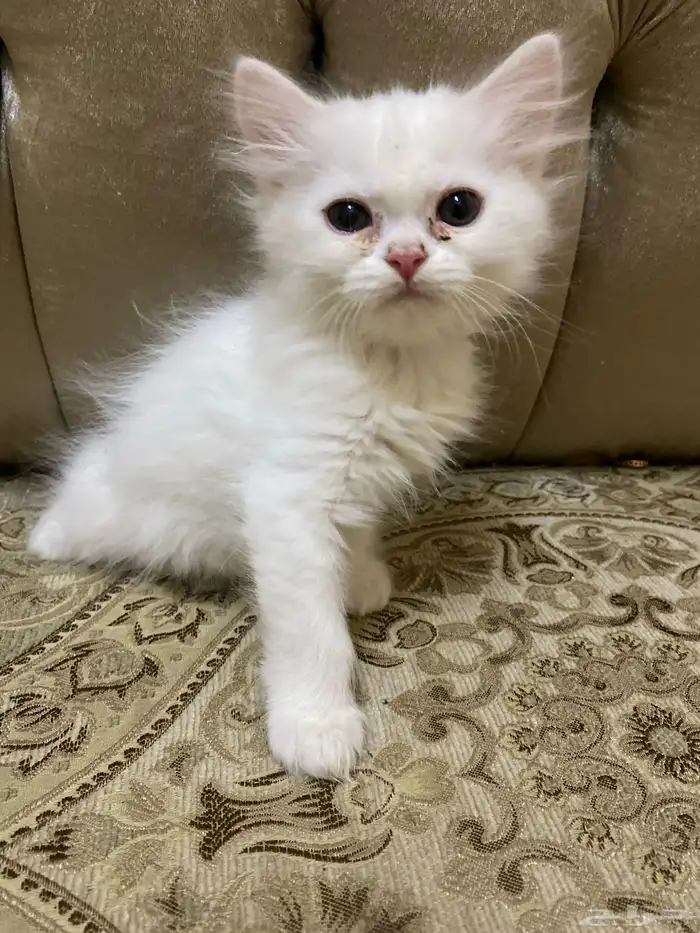 قطه تبنى 1