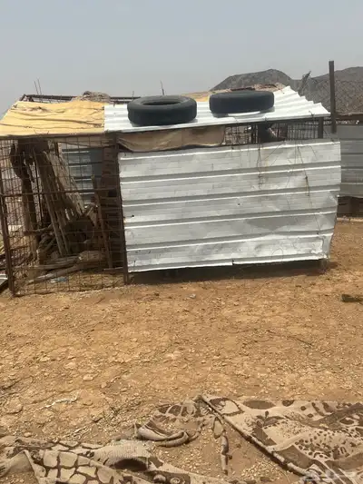 شبوك 0