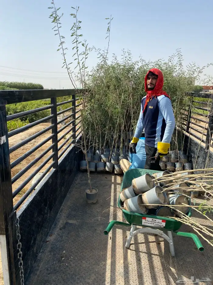 اشجار باحجام مختلفة البيع جمله فقط 25