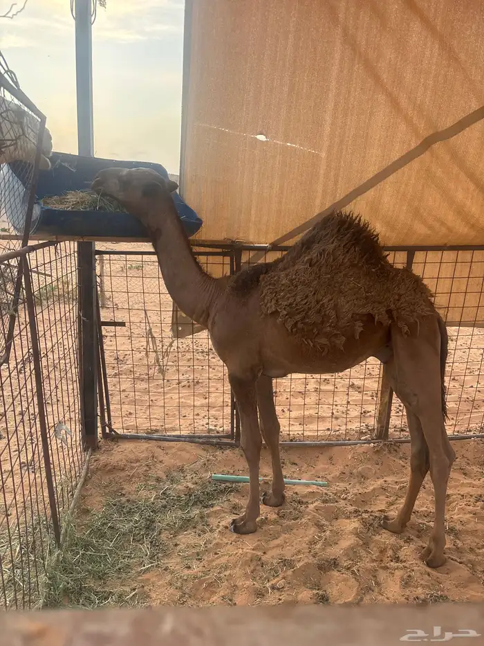 حاشي لباني ست شهور ونص 4