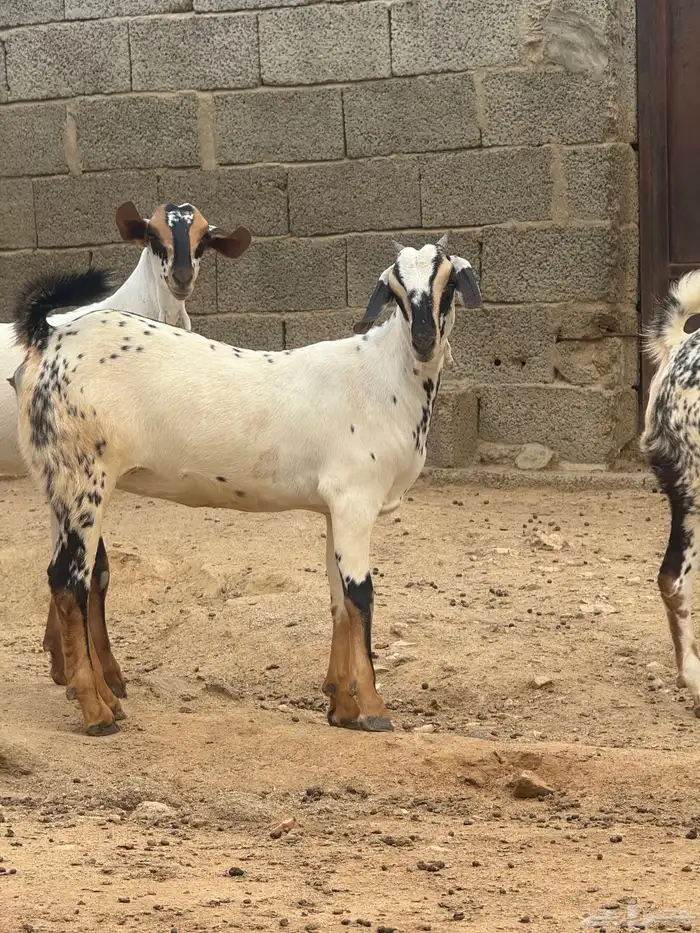 جفار بيشيات صنف اللبيع 5