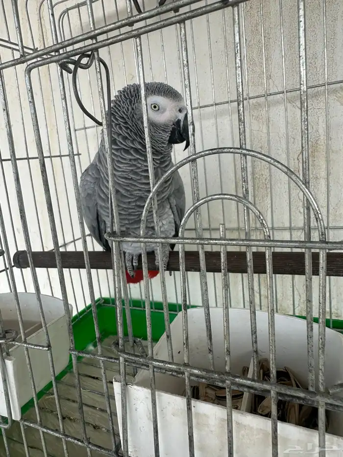 بغبغاء كاسكو سبت العلايه 1