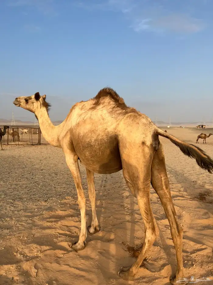 ناقه 2