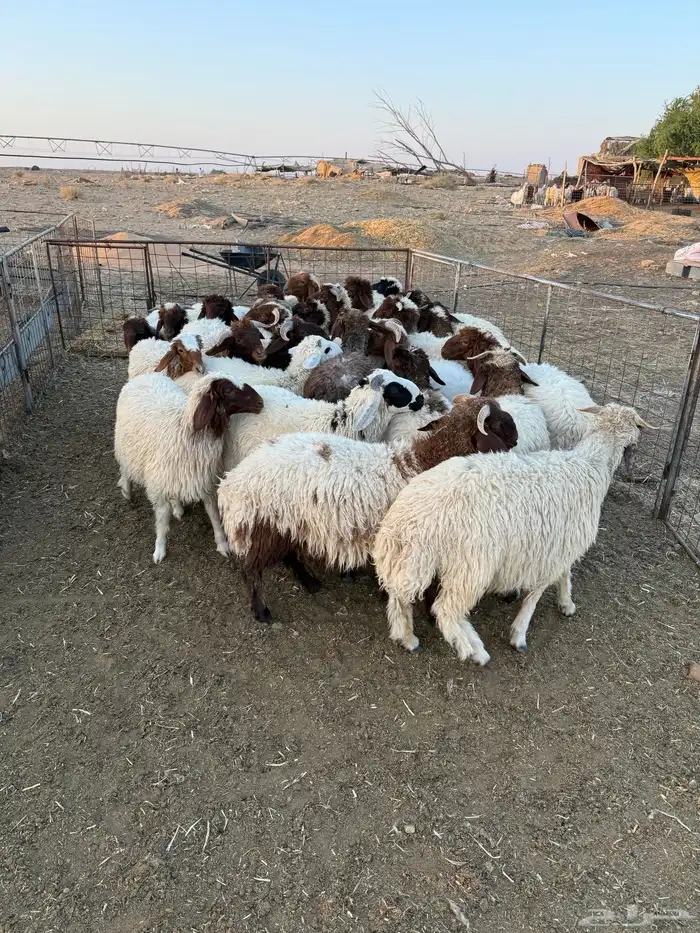 للبيع طليان نعيمي ناهيه ومغلقات 3