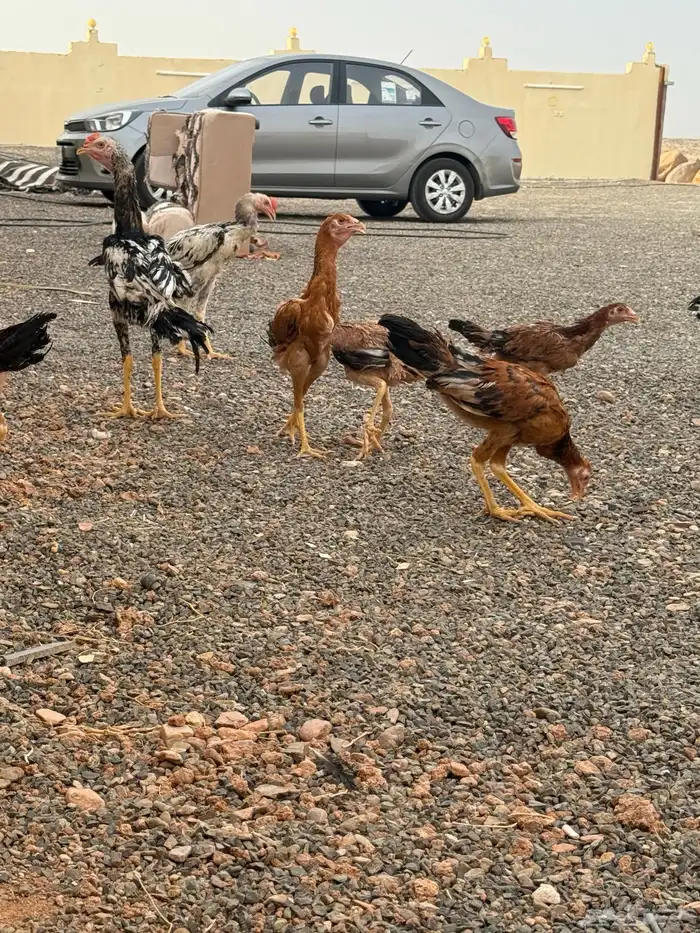 دجاج باكستاني 12