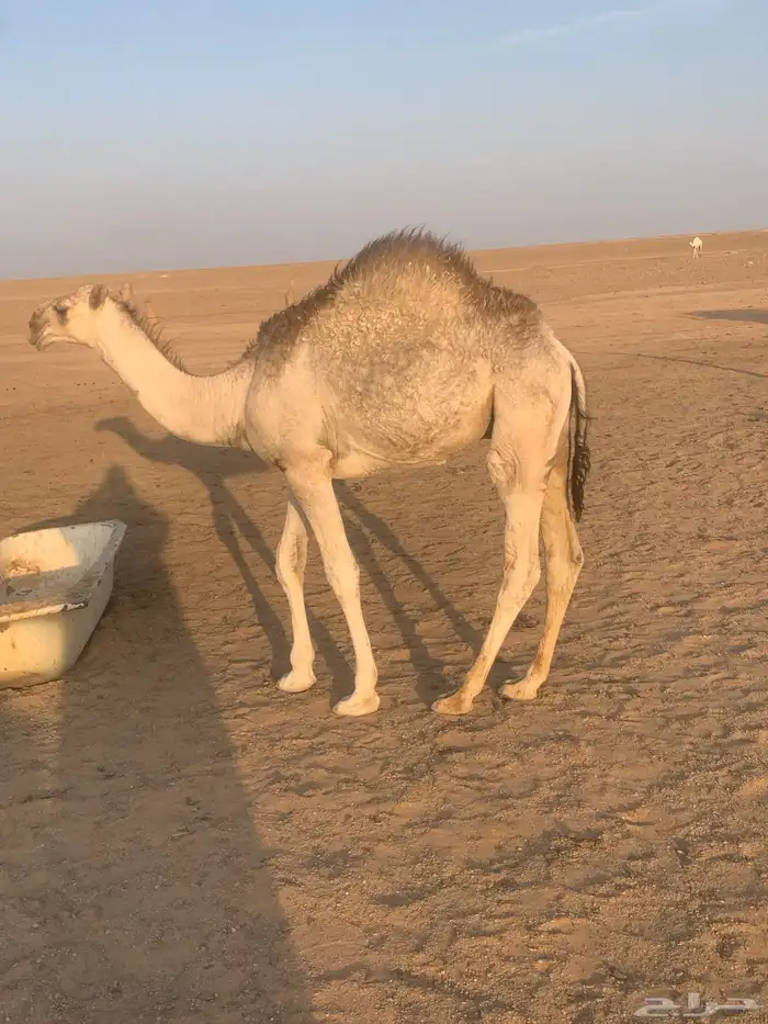 حاشي بري لباني 2
