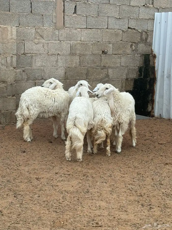 ارخال حريه 0