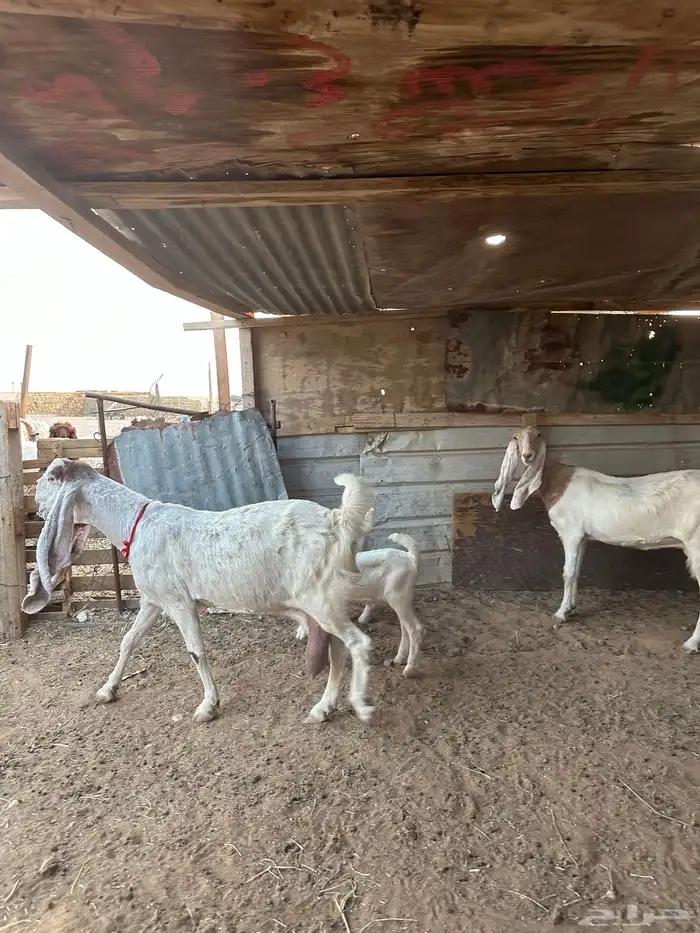 معزا مطورات 0