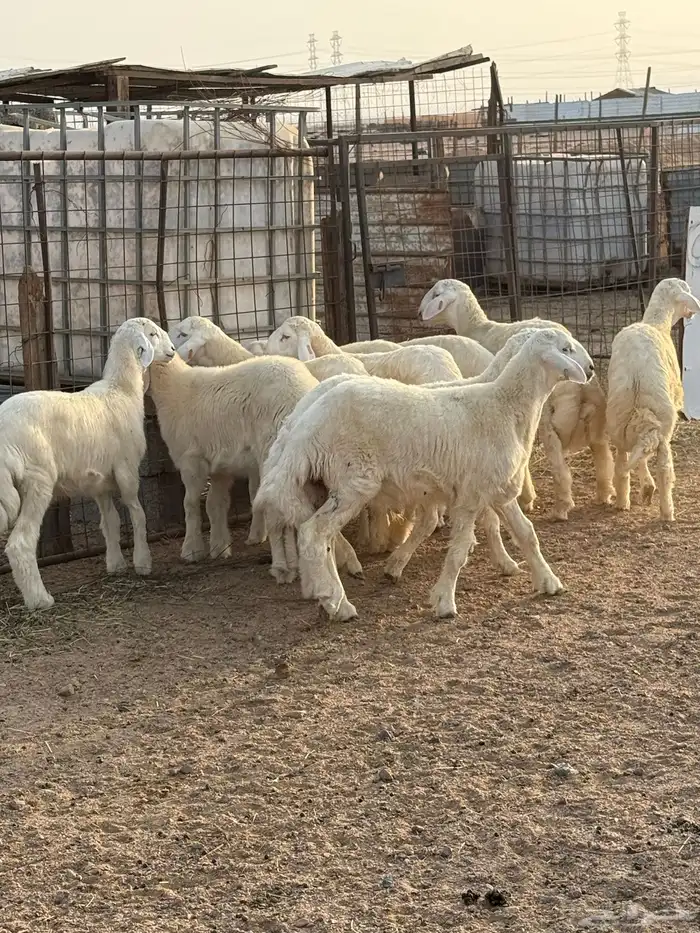 طليان حريه 3