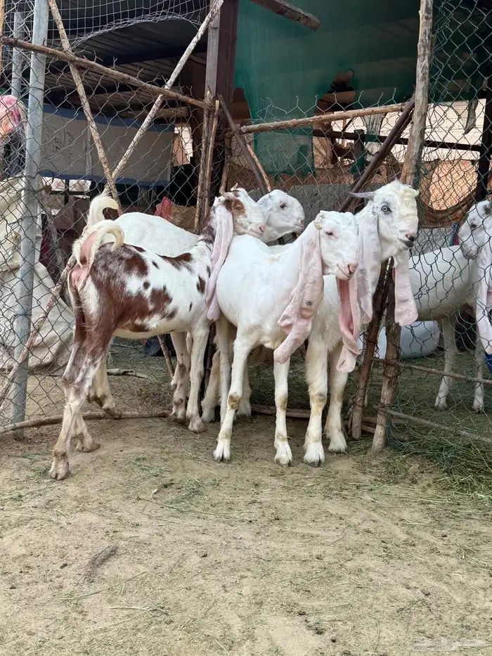 3 جفار وتيس هولنديات مطوره للبيع 6