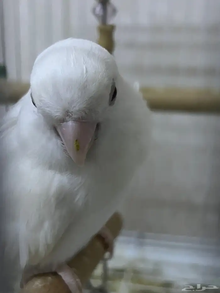 روز 1