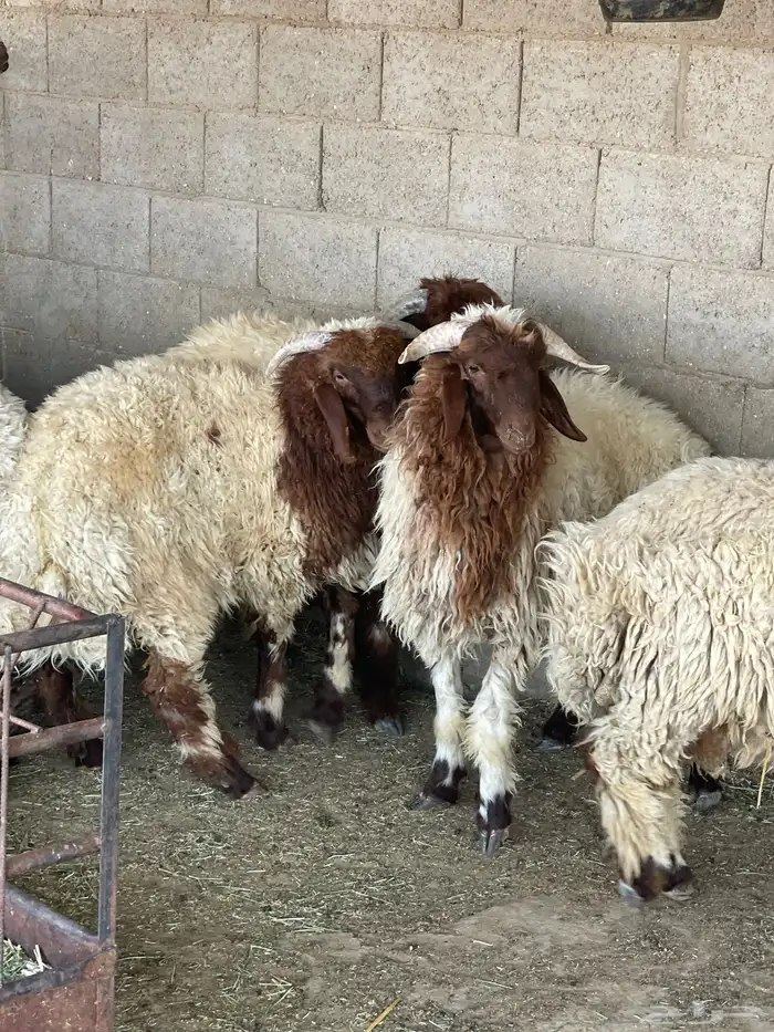 ذبايح للبيع 0