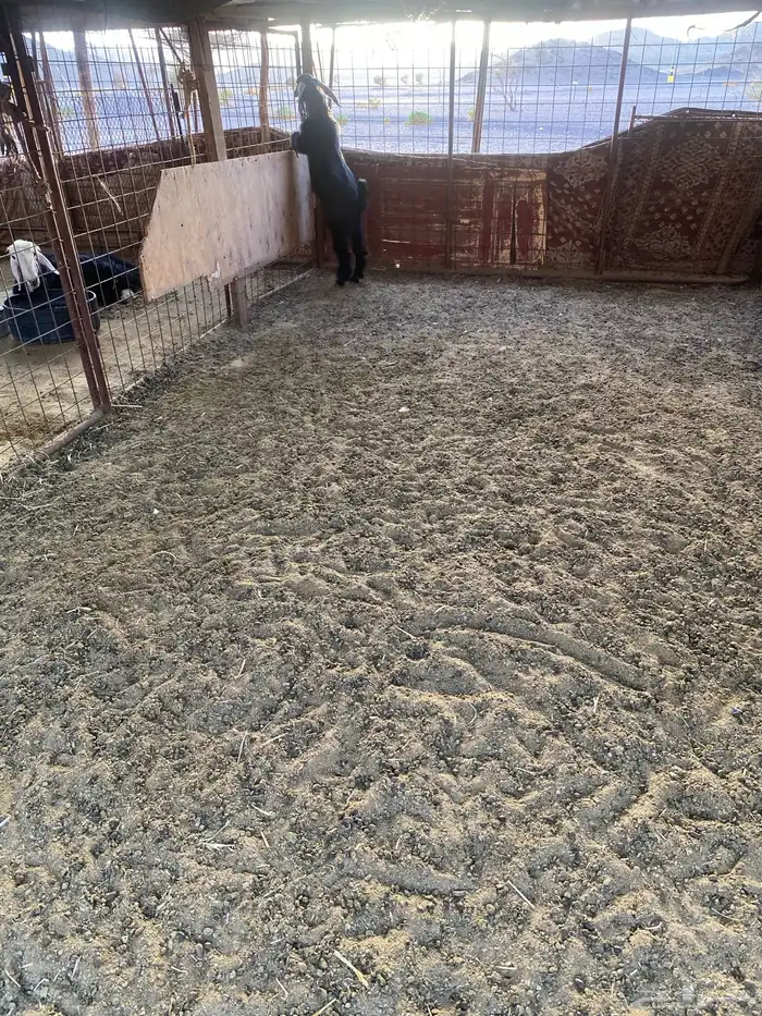 تيس عارضي خمس شهور ونص قافل 6